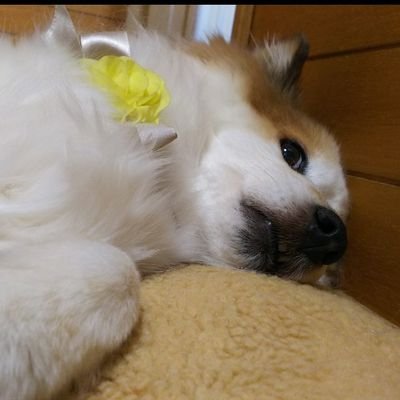 民族衣装と中央アジア愛に生きるオタク30代。女です。忍たまは雑渡昆奈門と6年生。呪術は夏油と脹相。ツイステはオクタ寮。