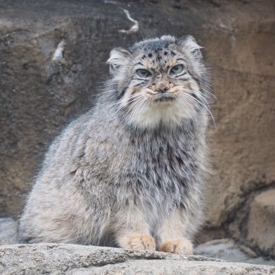 全国の動物園水族館を巡りたい。 王子動物園がホームでハコ推し。