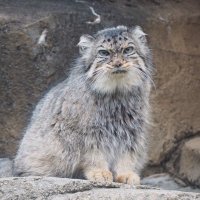 ななこ (@775xanimalsx775) 's Twitter Profile Photo ななこ (@775xanimalsx775) 's Twitter Profile Photo