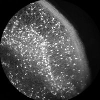 Tom Flossmann (@goneurobiology) 's Twitter Profile