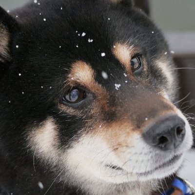 おばあちゃんの散歩道。あまり大勢の方をフォローすると ゆっくり見る事が出来ないので フォロバ少ないですが申し訳ありません。素敵な写真をお待ちしています。(因みに日本語しか分かりません)