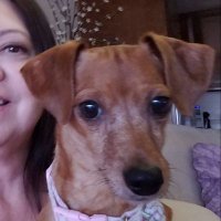 LuluTheChiweenieAndMom (@luluandmom) 's Twitter Profile