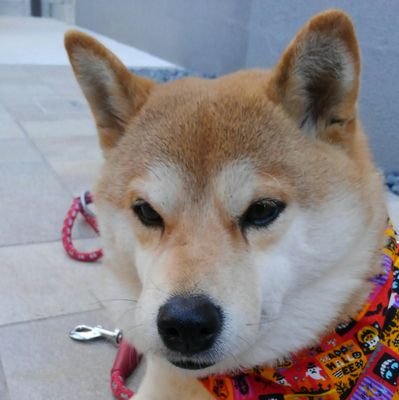 柴犬もん♀のママ、ひさもんです❗裁縫系です😌💓パン作り修行中です☺️