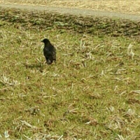 なあり (@_naari_) 's Twitter Profile