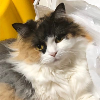 eTeTXTRGgxxg7gw's profile picture. 4匹の猫と暮らして居ます。 フォローありがとうございます。 コメントお返しできず 恐れ入ります。