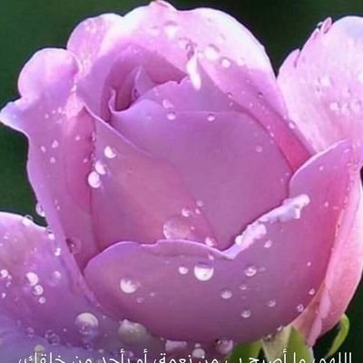 JP7PiYUfRe8Osls's profile picture. مسميس