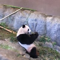 ホゲミルク (@mgmlk_pta) 's Twitter Profile