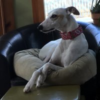 ELIJAH the WHIPPET (@winstonwhippet) 's Twitter Profile