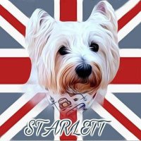STARLETT THE WEST LONDON WESTIE(@StarlettCrowley) 's Twitter Profile Photo