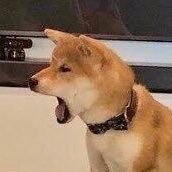 Shiba_boi 🔞 (@shiba_guy) 's Twitter Profile Photo Shiba_boi 🔞 (@shiba_guy) 's Twitter Profile Photo