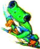 treefrog_WA's profile picture. Seattle. Figuring out living healthy&happy. PMP proj mgr, Love my hubby, food, beer, running, skiing, biking, hiking, & my Aussie puppy