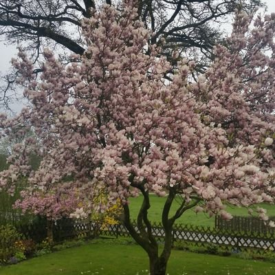 saphi25's profile picture. 