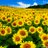 sunflower_860