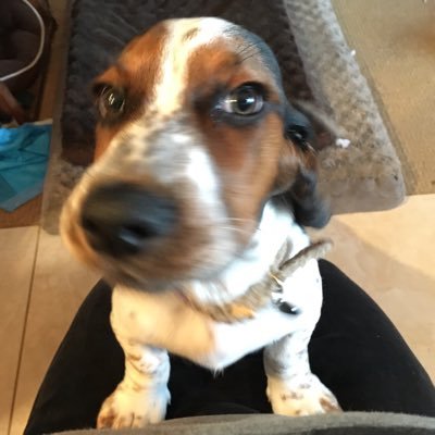 LEGALLY BABY. Home of BabyKarl. Bestest friend of Kid! And Tiny Dachshund Luther. Possible future gentleman pirate. https://t.co/wAbdWGtjar