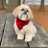 shihtzu_max's profile image