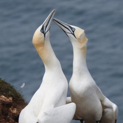 Love nature 💚 in all its breathtaking beauty, especially birds 💕🐦 🦅 🦢 🦉🦆💕Fav possessions = walking boots 🥾🥾+ binoculars 👀😁