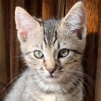 Hyperactive, spicy house leopard. Will steal your food. Prefers to be called The Menace or Savage Beast. Will bite om nom nom! #Tabbytroop #CatsofTwitter