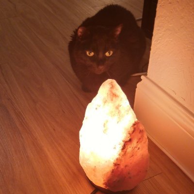 heathermoire's profile picture. Cat Mom and Senior Project Manager in Healthcare IT.