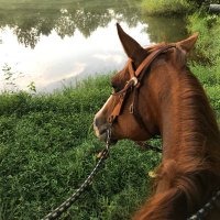Shelley Hendrick (@the_booksteader) 's Twitter Profile