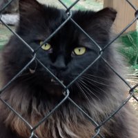 Gandolf’s Legacy Cat Rescue(@gandolf_s) 's Twitter Profileg
