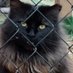 Gandolf’s Legacy Cat Rescue (@gandolf_s) Twitter profile photo