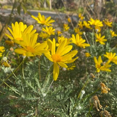 baziltokitori's profile picture. 