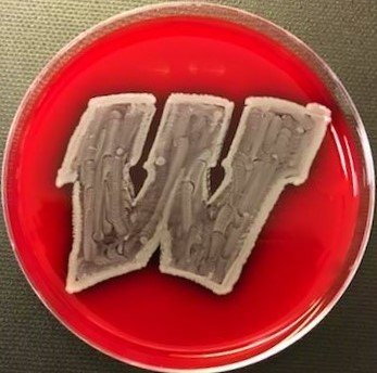 Wisconsin ID/Antimicrobial Stewardship Profile