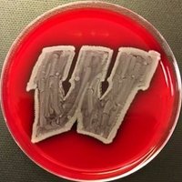 Wisconsin ID/Antimicrobial Stewardship (@wiscidrx) 's Twitter Profile Photo Wisconsin ID/Antimicrobial Stewardship (@wiscidrx) 's Twitter Profile Photo