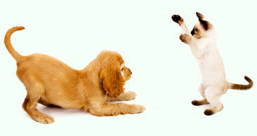 _AllForPets's profile picture. Better Pet Nutrition for Healthy, Happier Pets!Our store serves Sechelt and of course all of the Sunshine Coast, BC from Gibsons,all the way to Egmont!