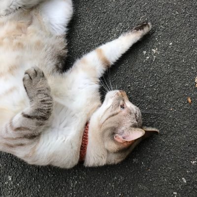 ネコパンチ江田さんのプロフィール画像
