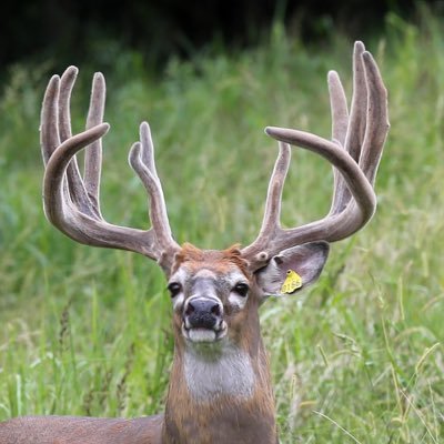 Deer/Elk Farm, free range and high fence hunting, Livestock Broker, Farm Fence Distributor. https://t.co/MAXzURtTif