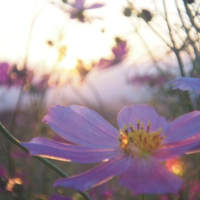 yamaneko_z6's profile picture. 🇯🇵✖️🇰🇷 モデルさん、コスプレイヤーさんを撮ってるカメラ小僧