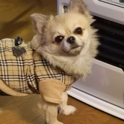 茉莉ママ Zip 上白石萌歌プレゼント 子供がお蕎麦大好きなのですが主人が蕎麦アレルギーなのでお蕎麦を食べに連れて行ってもらえません 当たったら思うぞんぶん食べさせてあげたいな