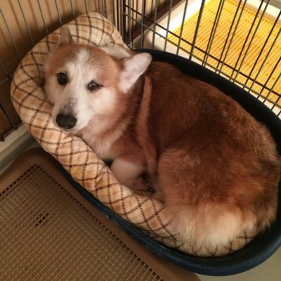 ラブファイブさん卒業生、ブリンクと保護犬カフェ印西店卒業のウィズ、２０２０年末に印西店からウルガをお迎えしました。百花ボスと仲間達の総勢９頭との日常や動物愛護や保護犬についてツイートしてます (ブリンク、桜、ダイゴ、ミルク、空、春人は天国に居ます)