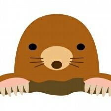 mole_sapporo Profile Picture