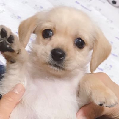 ちゃた おねむ 子犬 ミックス犬 キャバリア ミニチュアシュナウザー 犬好きさんと繋がりたい 犬のいる暮らし 犬好きな人と繋がりたい ちゃた おねむ 子犬 ミックス犬 キャバリア ミニチュアシュナウザー 犬好きさんと繋がりたい 犬のいる暮らし 犬好きな人と繋がりたい