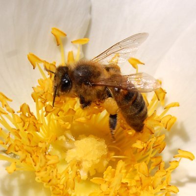 @INRAE_France, Institut National de Recherche pour l’#Agriculture, l’#Alimentation & l’#Environnement #abeilles #bourdons #pollinisateurs #environnement #bee