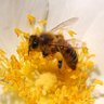 INRAE_ABEILLES's profile picture. @INRAE_France, Institut National de Recherche pour l’#Agriculture, l’#Alimentation & l’#Environnement #abeilles #bourdons #pollinisateurs #environnement #bee