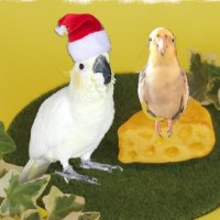Pillow Popcorn (@kotoripunk) 's Twitter Profile
