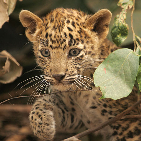 sergeytykhonov's profile picture. лouoɥʞʎʇʎǝƃɹǝs