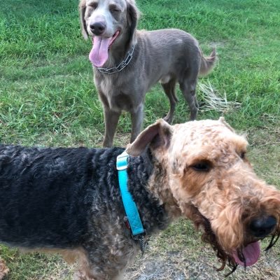 Mmmorris ケンタッキーは日本産だと思うよ 鹿児島でブロイラーの鶏を飼っている養鶏場がある アメリカ産の数ヶ月で 食べれる鶏で知り合いの養鶏場の人がここの鶏はケンタッキーに行くんだよと話してくれた