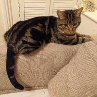 Tiger the tabby cat (@tigerthetabbyc1) 's Twitter Profile