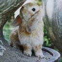 CocinoZ's profile picture. เฉียบ!!