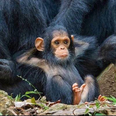 campanile_marco's profile picture. Seconda stella a destra,questo è il cammino e poi dritto fino al mattino. Quella è l'isola che non c'è...