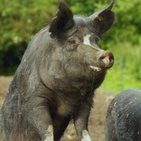 Farmers Country Show (@farmcountryshow) 's Twitter Profile