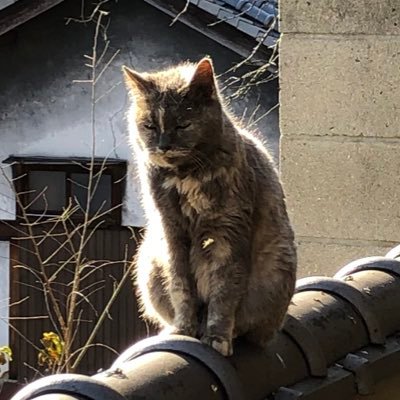 こげ太モチさんのプロフィール画像