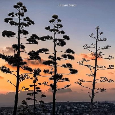 Asaad37518957's profile picture. مواطن حر