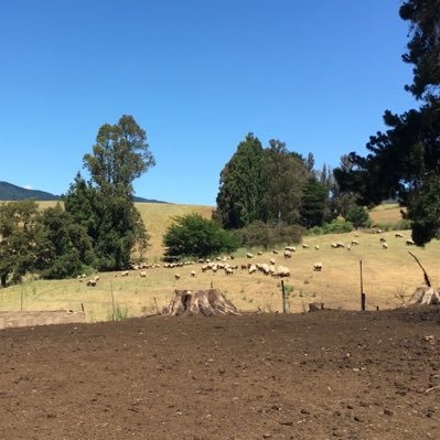 Chile es un país hermoso, pero injusto y con grandes brechas que mejorar ... construyamos juntos !!! (Cuenta personal 😉)