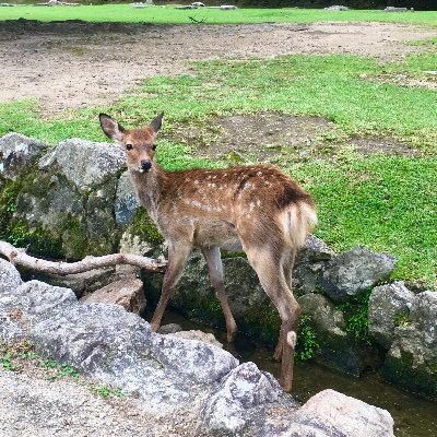 x_Kazuh's profile picture. 