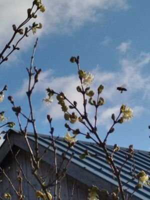 RrobertJean's profile picture. Romain et Elodie jeunes apiculteurs passionnés et désireux et de préserver les abeilles et la biodiversité.